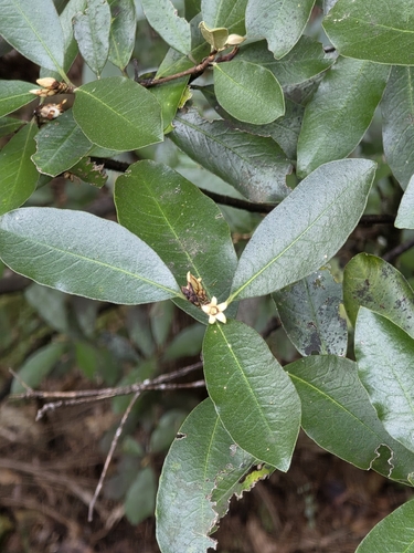 Pittosporum colensoi, photograph 5