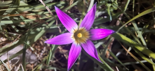 Rosy sandcrocus