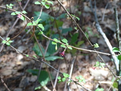 Fuchsia microphylla
