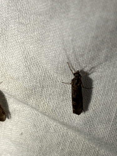 iNaturalist observation photo of Annulipalpia