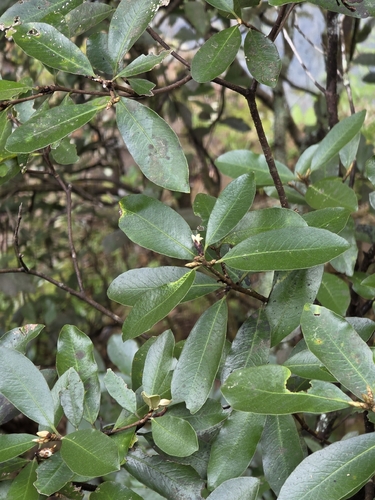Pittosporum colensoi, photograph 6