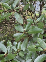 Pittosporum colensoi, photograph author not stated, no rights reserved