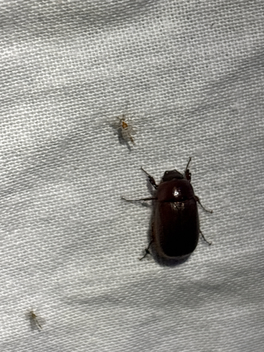 iNaturalist observation photo of Scarabs