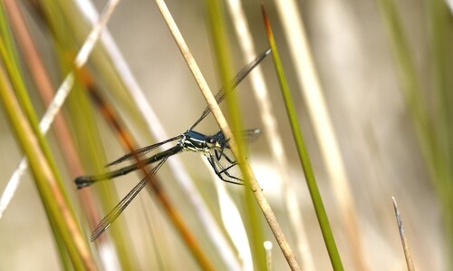 Grey-chested Flatwing