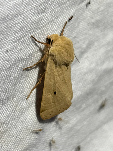 iNaturalist observation photo of Yellow Dart