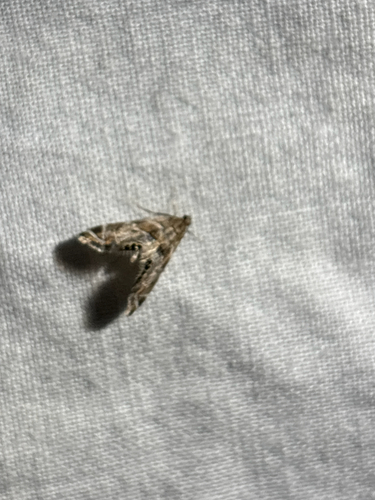 iNaturalist observation photo of Confusing Petrophila