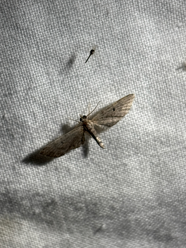 iNaturalist observation photo of Butterflies and Moths