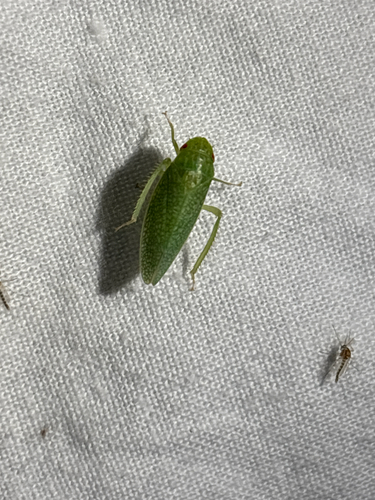 iNaturalist observation photo of Gyponini