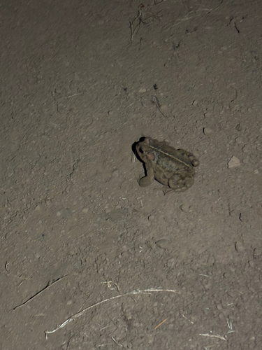 iNaturalist observation photo of Western Toad
