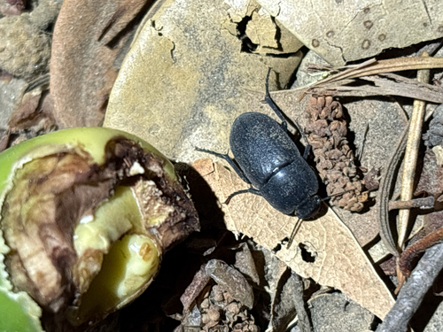 iNaturalist observation photo of Coniontis