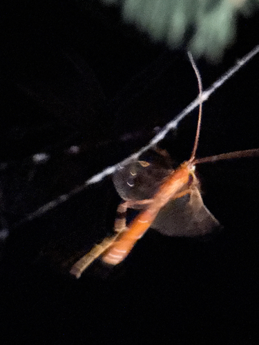 iNaturalist observation photo of Short-tailed Ichneumonid Wasps