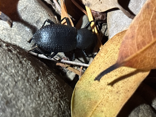 iNaturalist observation photo of Darkling Beetles