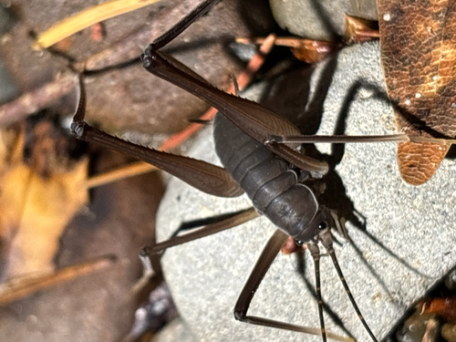 iNaturalist observation photo of Square-legged Camel Cricket