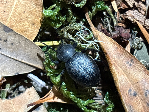 iNaturalist observation photo of Blapylis