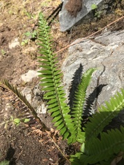 Polystichum imbricans imbricans