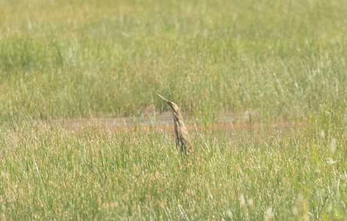 American Bittern