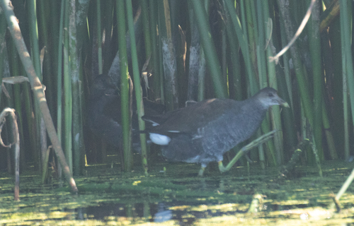 Common Gallinule