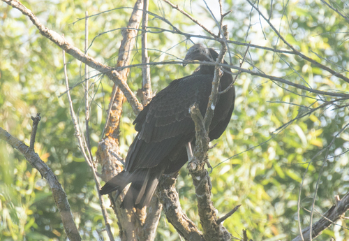 Turkey Vulture