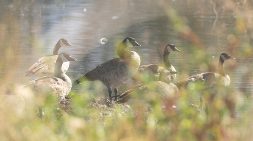 Canada Goose