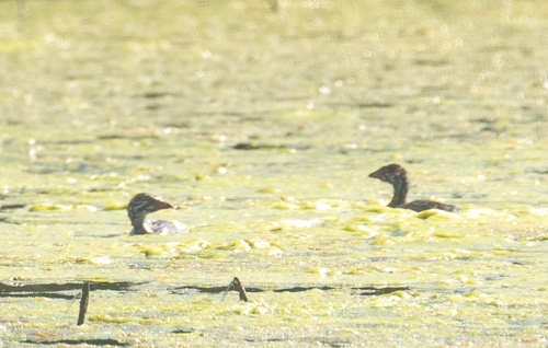 Pied-billed Grebe