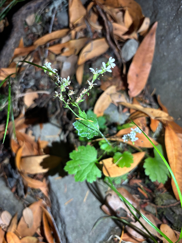 iNaturalist observation photo of coastal brookfoam