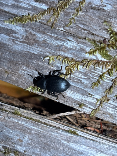 iNaturalist observation photo of Darkling Beetles