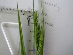 Carex grisea