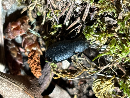 iNaturalist observation photo of Beetles