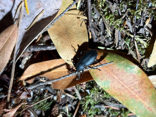 iNaturalist observation photo of Water, Rove, Scarab, Long-horned, Leaf, and Snout Beetles