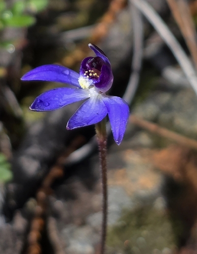 blue finger-orchid