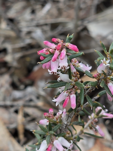 peach heath