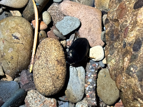 iNaturalist observation photo of Beetles