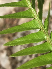 Polystichum imbricans imbricans