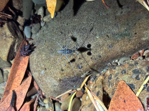 iNaturalist observation photo of North American Common Water Strider