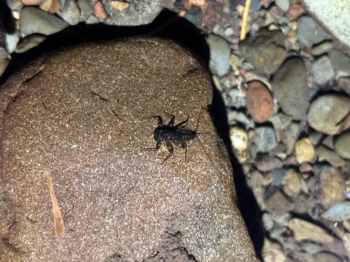 iNaturalist observation photo of Winged and Once-winged Insects