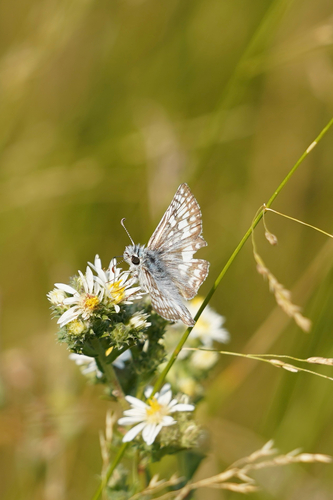 Common Checkered-Skipper