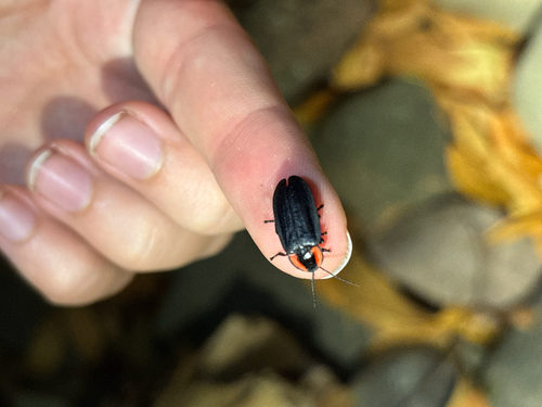 iNaturalist observation photo of California Glowworm