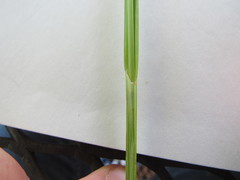 Carex grisea