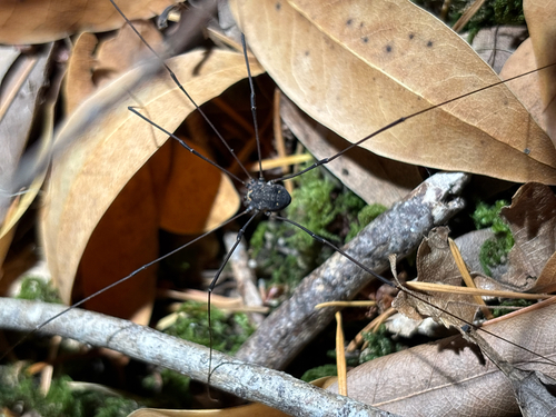 iNaturalist observation photo of Leiobunum exilipes