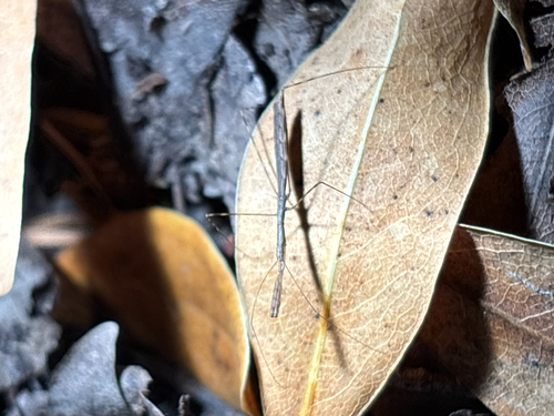 iNaturalist observation photo of Barce
