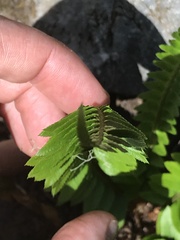 Polystichum imbricans imbricans