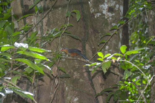 Red-billed Malkoha