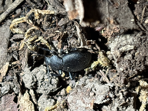 iNaturalist observation photo of Eleodes cordata
