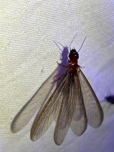 iNaturalist observation photo of Pacific Dampwood Termite
