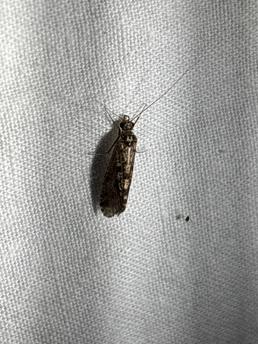 iNaturalist observation photo of Little Sister Sedges