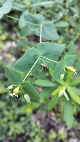 Euphorbia erubescens, 2026-08-21