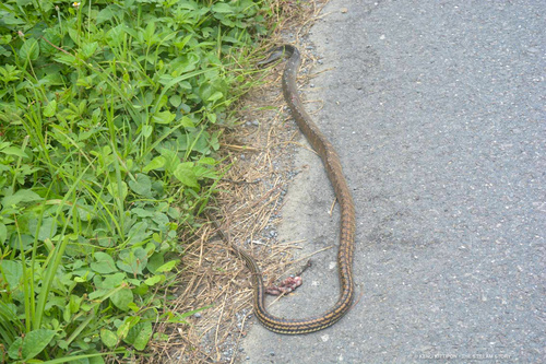 Keeled Rat Snake