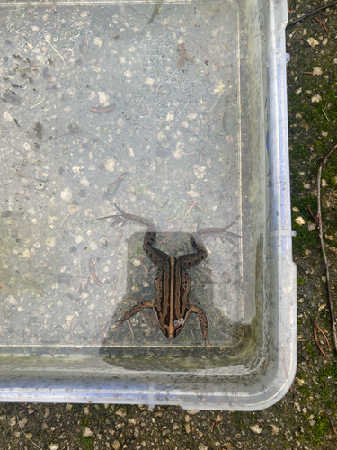 Striped Marsh Frog