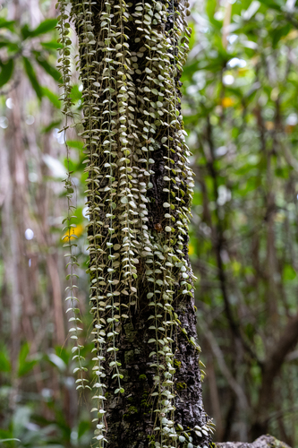 Dischidia nummularia, photograph 2