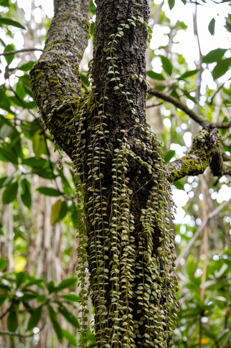 Dischidia nummularia, photograph 3